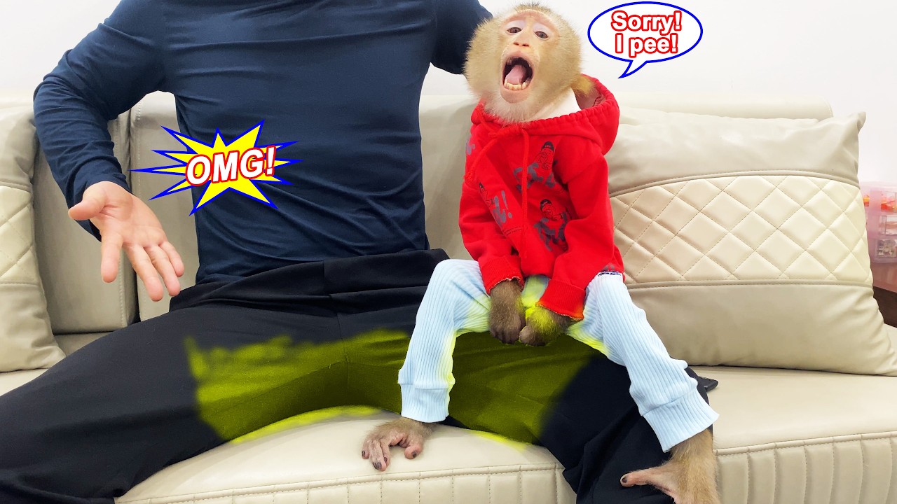 Sorry! Monkey Lyly accidentally peed on the cameraman's pants, and here's her adorable reaction.