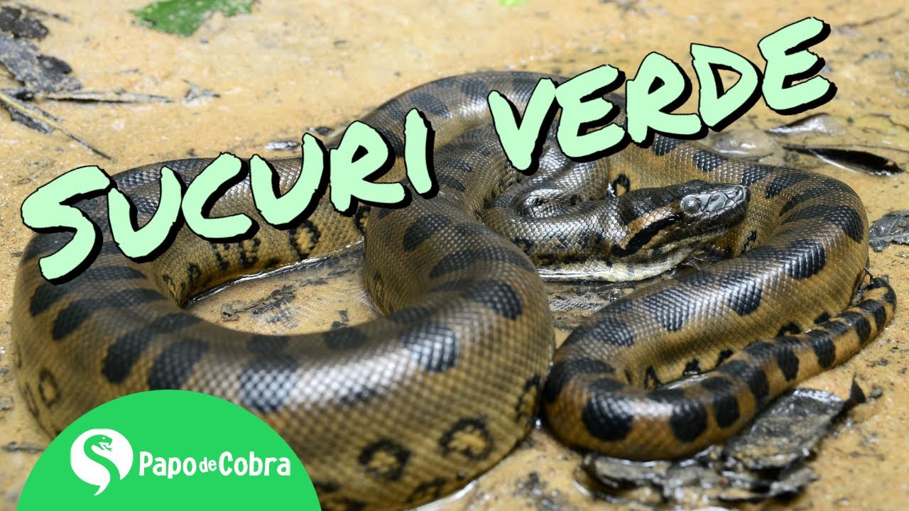 Sucuri ou Anaconda: a maior cobra brasileira  | Papo de Cobra