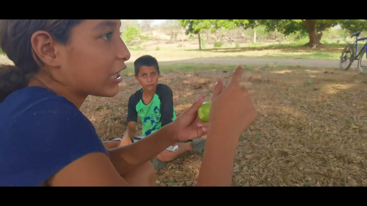 ASÍ disfrutan los bichos de la temporada de mangos en EL SALVADOR, casi