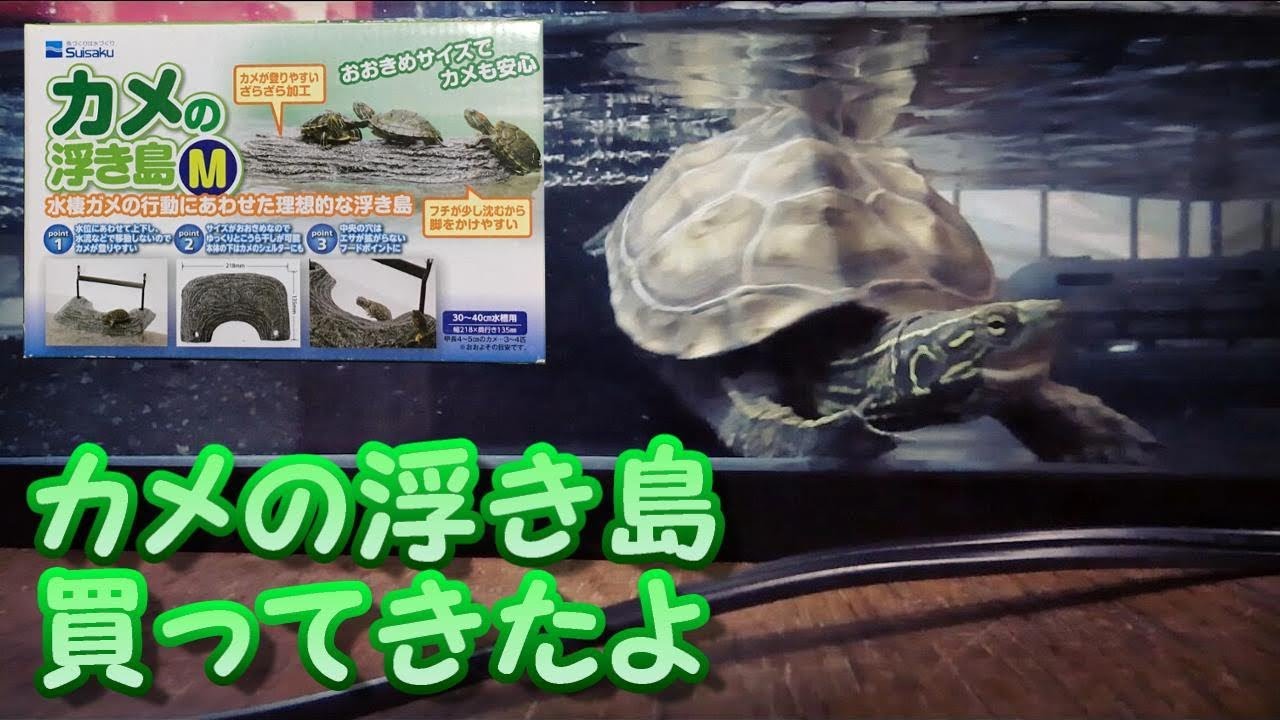 クサガメベビーつくの成長記35 Suisaku カメの浮き島 亀 甲羅こすり 甲羅磨き ごりごり クサガメ かわいい Reeves Turtle Youtube