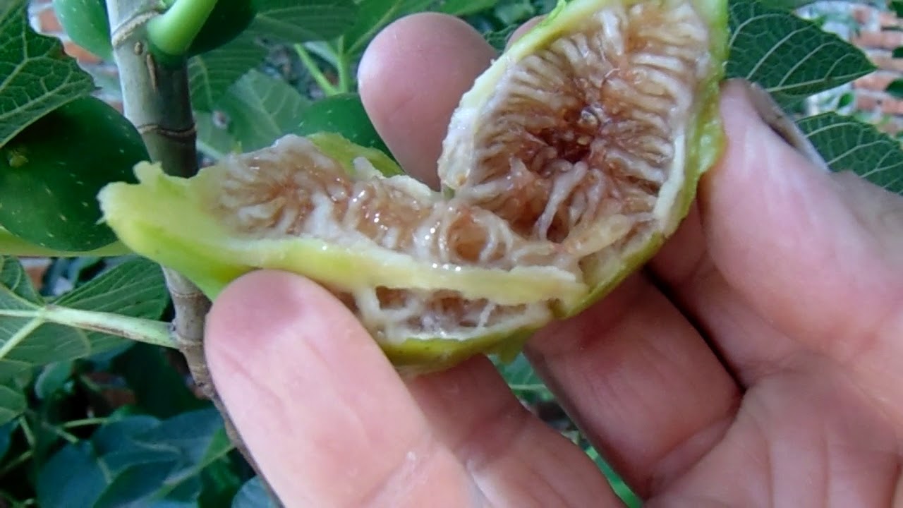 Higos  alta producción en maceta 20 21