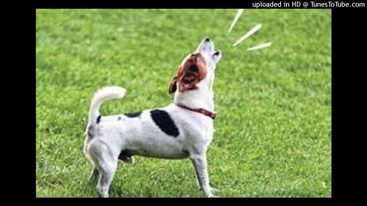 Dog Barking YouTube