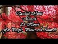 Classical Music | MOZART | 2.5 Hours | For People, Plants and Animals