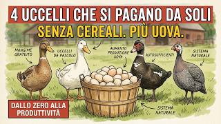 Smetti di allevare galline ovaiole – questi 4 uccelli producono più uova e si nutrono da soli