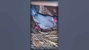 Java Sparrow Finch 6 Baby Hatched #birds #javabreedingtips #javabirds #javabreeding
