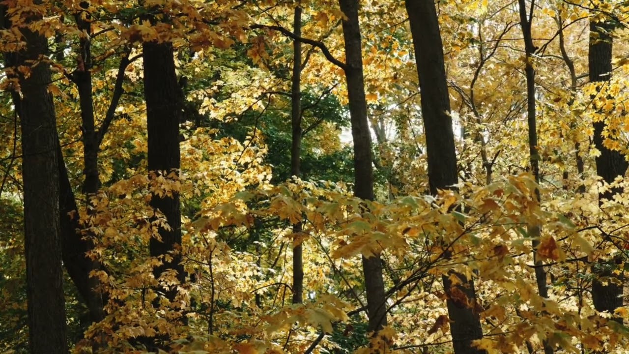 AUTUMN'S AMBER SYMPHONY: SERENITY IN THE FOREST
