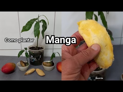Vídeo: Como germinar uma semente de manga?