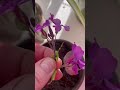 Easy Pink Flowers: Honesty Potted plants #balconygarden garden #indoorplants #plantingtips