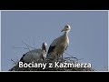 Kaźmierskie Bociany - 2017