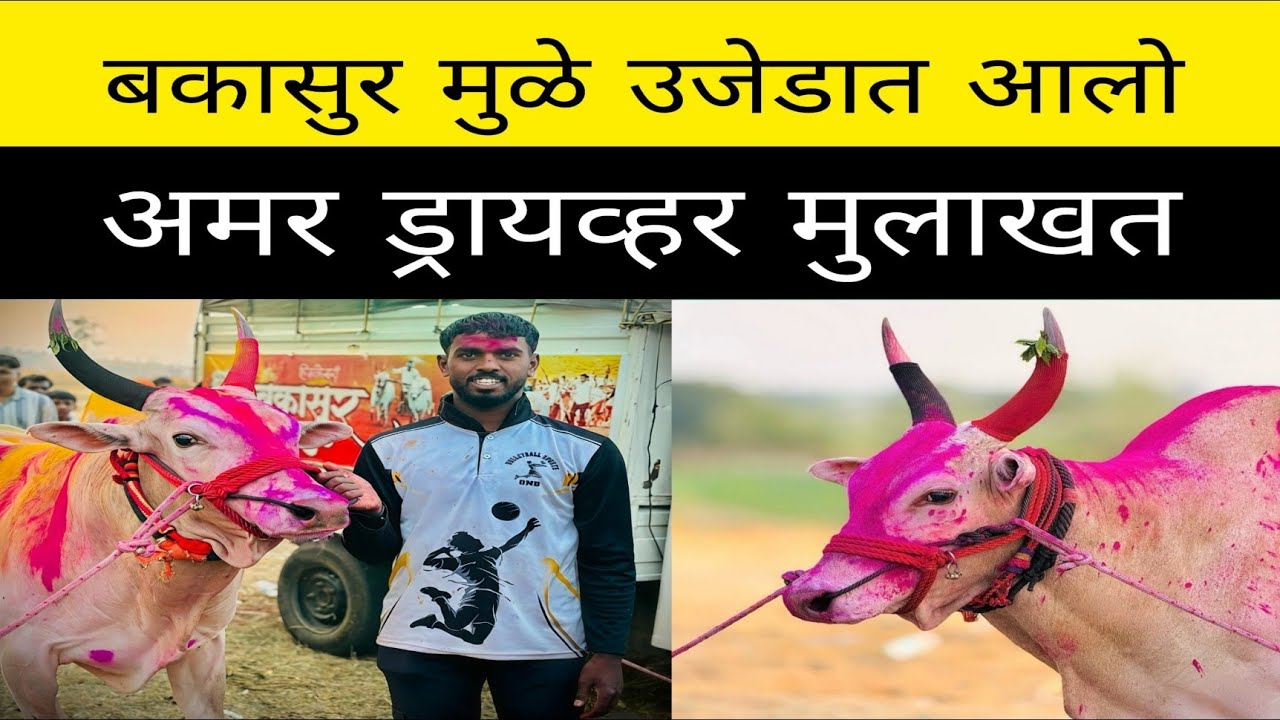 काल लिंब येथे झालेल्या मैदानात बकासुर आणि बादल यांची गाडी चालवणारे हिंदकेसरी अमर ड्रायव्हर मुलाखत .