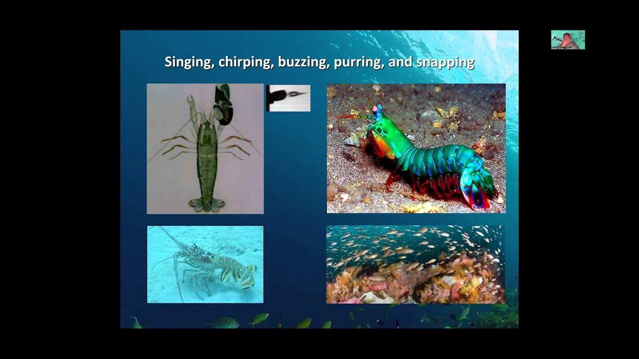 Michael Stocker: "Sounds of the Sea: Marine Bioacoustics"