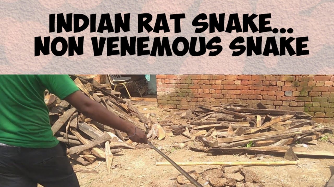 sharman vs djokovic Village..katak ranjetpura rescue a black Indian rat snake.comman crait..sarpmitra..Kishor tyagi..