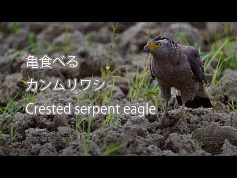 【亀食べる】カンムリワシ Crested serpent eagle