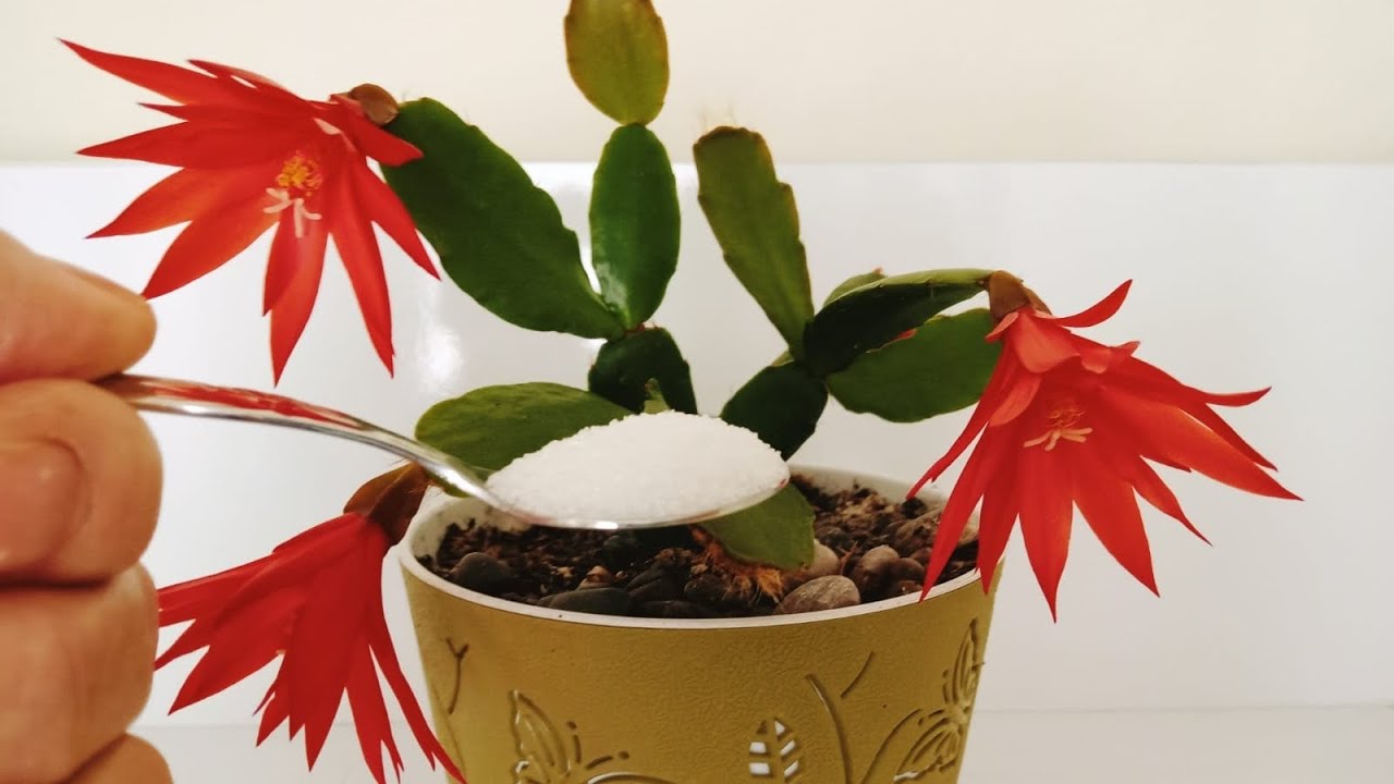 YILBAŞI ÇİÇEĞİ MAYIS AYINDA ÇİÇEK AÇTI 😍 YILBAŞI ÇİÇEĞİ BAKIMI ✅ YILBAŞI ÇİÇEĞİ HANGİ KÜRÜ SEVER