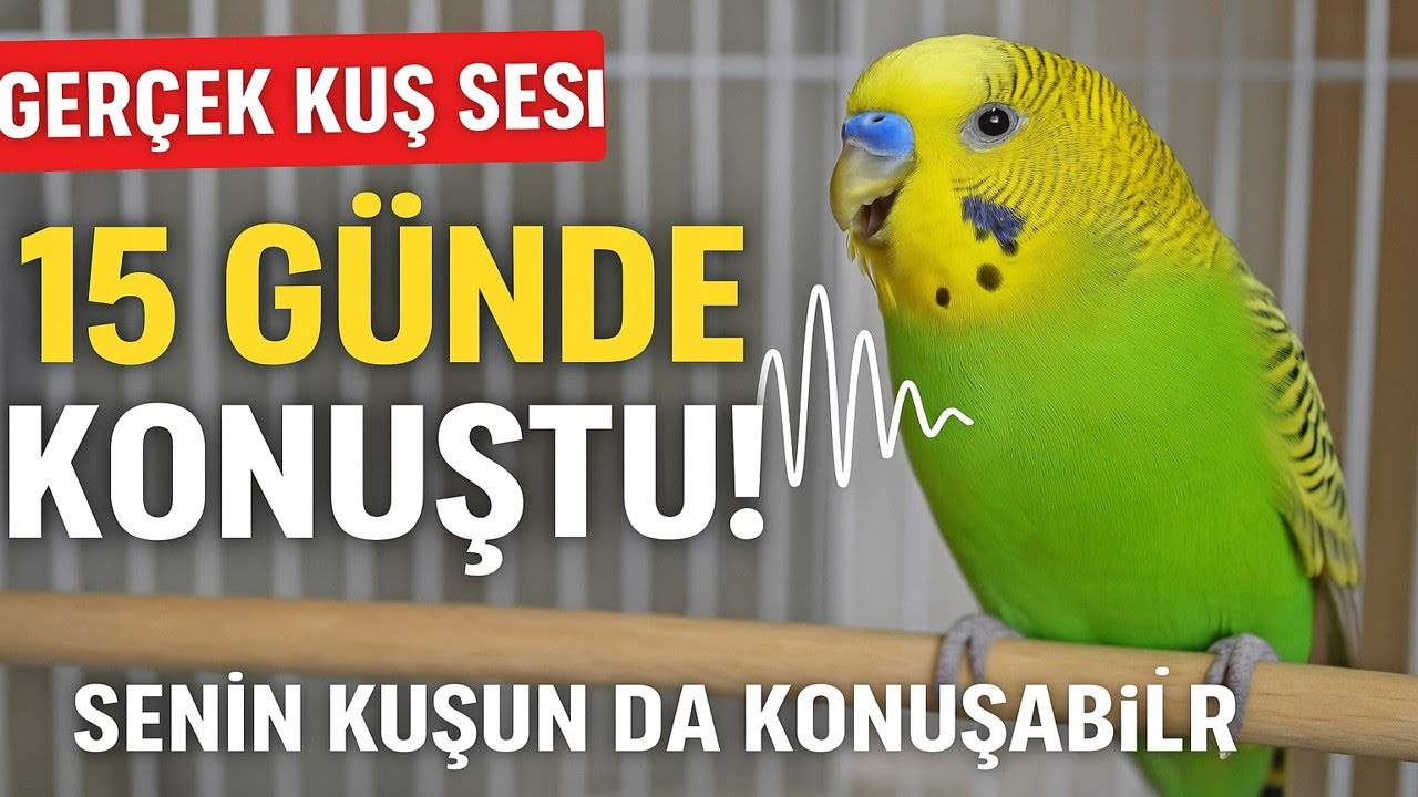 Bu Videoyu Dinleyen Her Kuş Konuştu! %100 Doğal Ses Eğitimi 🐥🧠 15 Günde Etkisini Gösteriyor