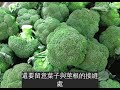 花椰菜暗藏超多蟲卵和細菌!「這樣洗」髒東西自己跑出來