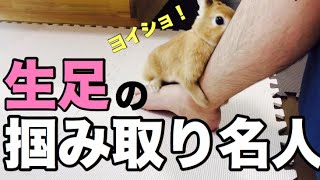 生足を見ると飛びかかってくるうさぎ #466