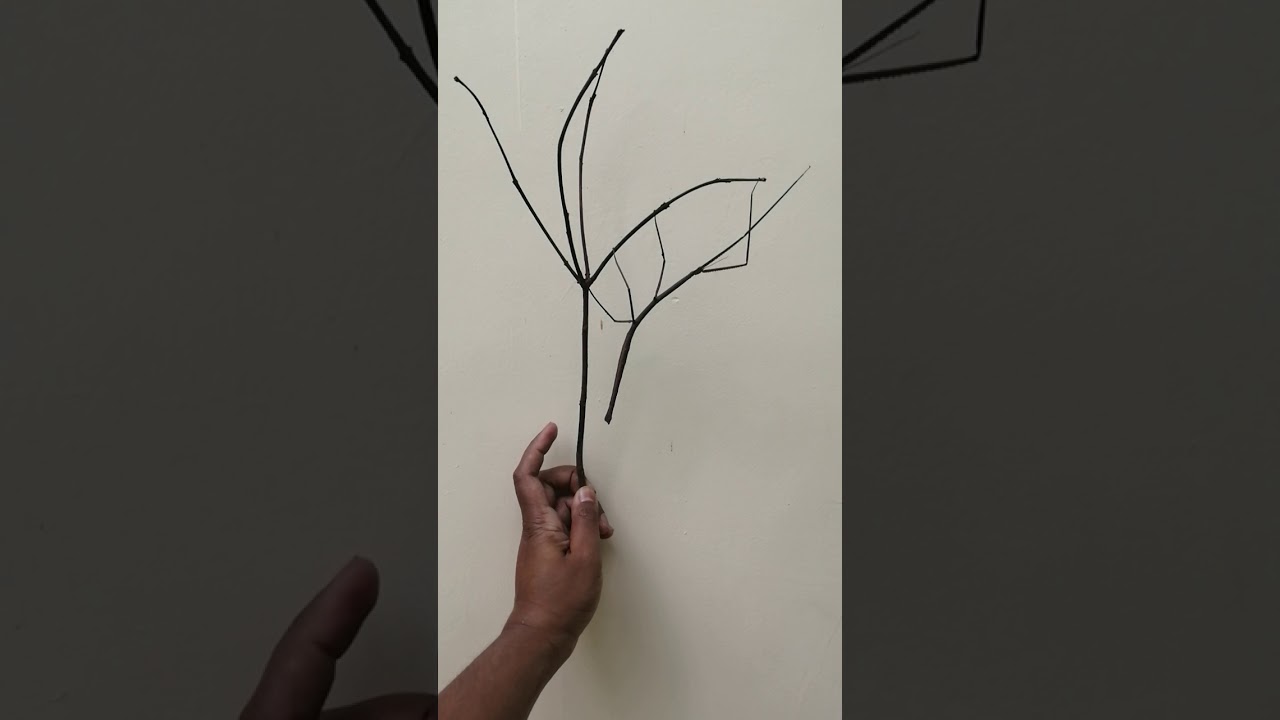 Giant stick insect from Sri Lanka