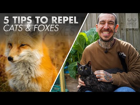 Video: Udržování lišek mimo zahrady – Jak odradit lišky od zahrad