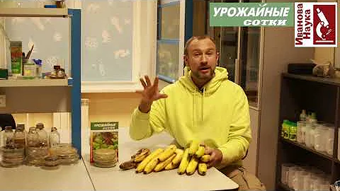 Можно ли бананы диабетикам? Вред и польза бананов. Как правильно есть бананы?