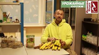 Is bananas possible for diabetics? The harm and benefits of bananas. How to eat bananas?