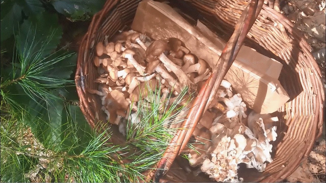 Mushroom Foraging in Cape Ann Massachusetts October 2018 YouTube