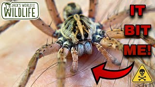 WOLF SPIDER BITE! Are THEY Dangerous??