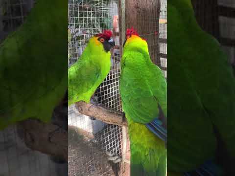 Beautiful Horned Parakeet | Parrot Encyclopedia | Horned Parakeet | Heaven Love Birds