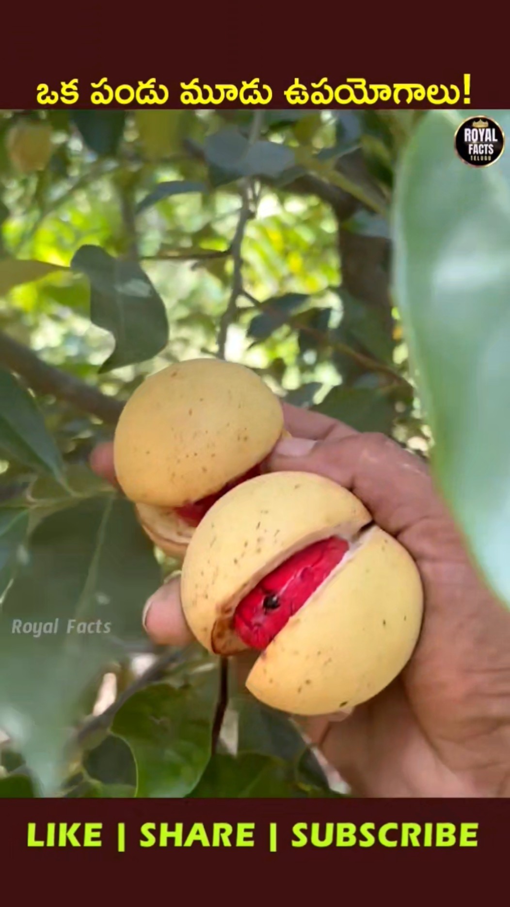 🌲పచ్చని చెట్లు🌲 - ShareChat