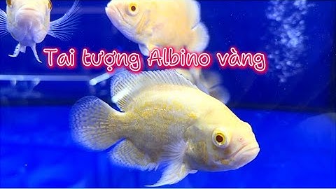 Tai tượng Châu Phi siêu đẹp siêu rẻ giá 55k