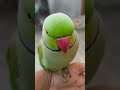 mithhu upset for grapes 🍇🍇🙂#mitthu #parrot #birds #nonstoptalkingparrot #funny#angrybirds 🙏🙏