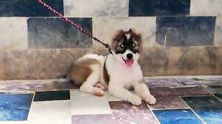 Afghan Kuchi | Afghan Shepherd | Puppy Dog