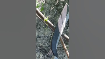 Tôi làm con dao phát rẫy bằng thép trục xe tăng Đức chặt cây như chặt chuối vậy thật hiếm có