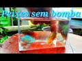Peixes para aquário  sem bomba