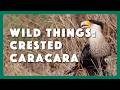 Wild Things Crested Caracara 