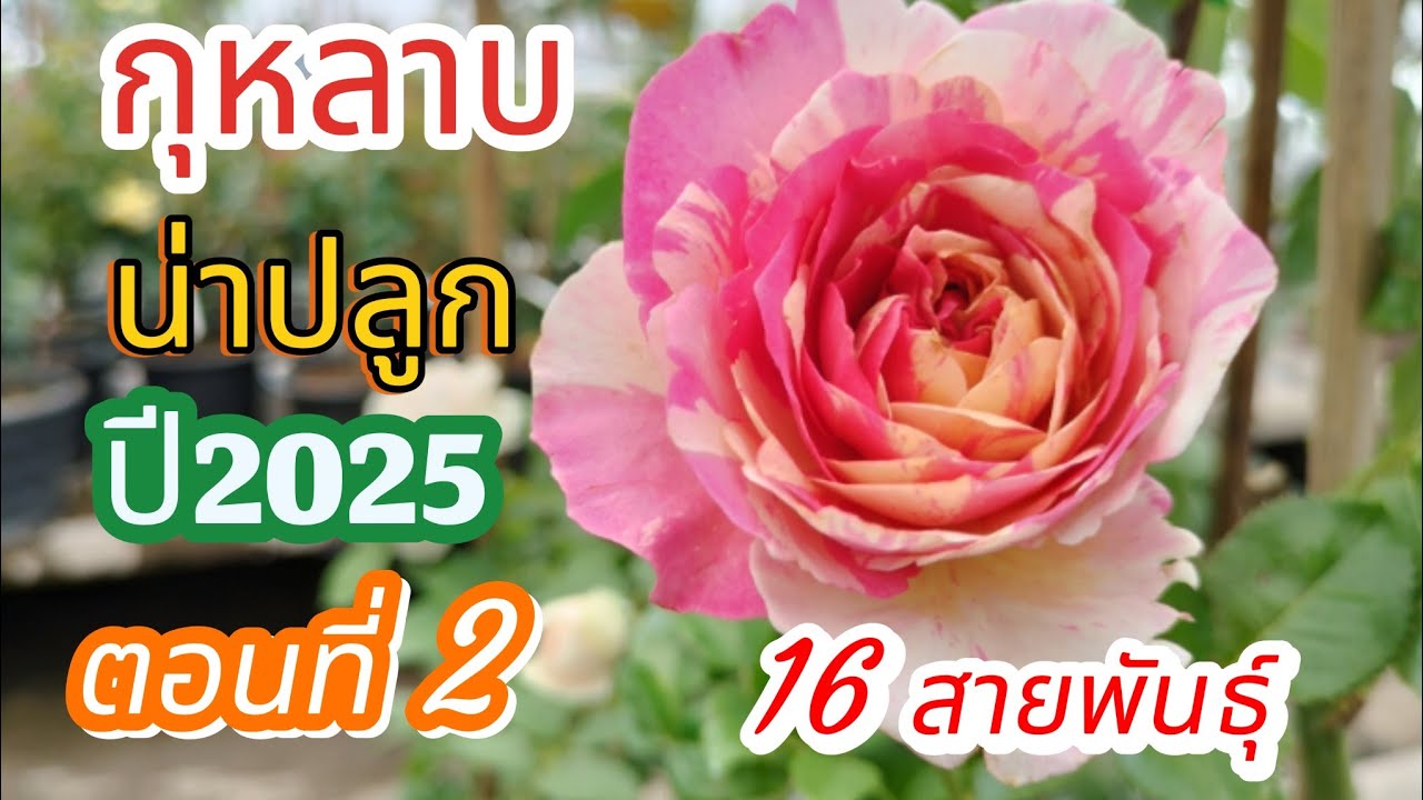 EP243 กุหลาบน่าปลูก2025 ตอนที่2