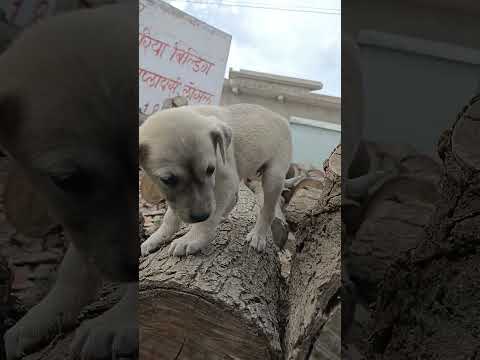 Baby Dog 🐕