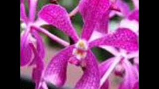 Amy,Jamal Abdillah,Saleem & Zamani - Isabella 98 ( Super HQ )