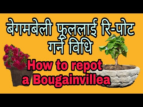 how to repot a Bougainvillea flower बगमबेली फूललाई रि-पट गर्ने तरिका