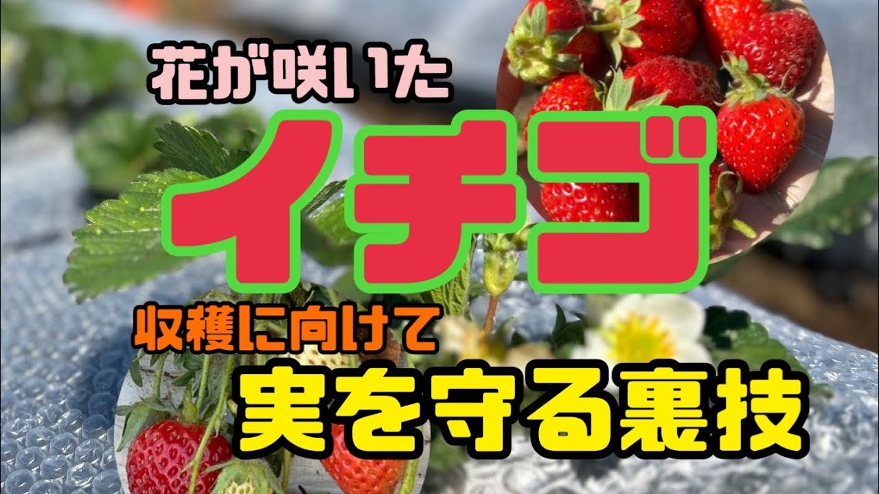 家庭菜園】#164 いちごの実を守る裏技 4月の収穫に向けていちごの実を