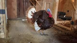 Bourbon Red Turkey Strut Bourbon Red Turkey Strut
