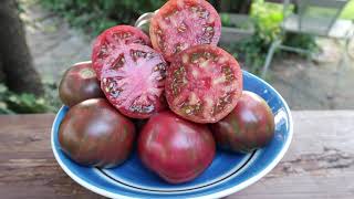 Pink Boar Tomato. High producing, Beautiful, Market-Ready.