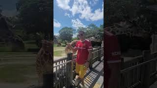 Miami Zoo USA . How to feed a live giraffe . Natural animal world in Miami