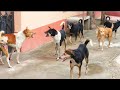 Street dog fight  dog fight dogs barking study the nature of dogs in rainy season