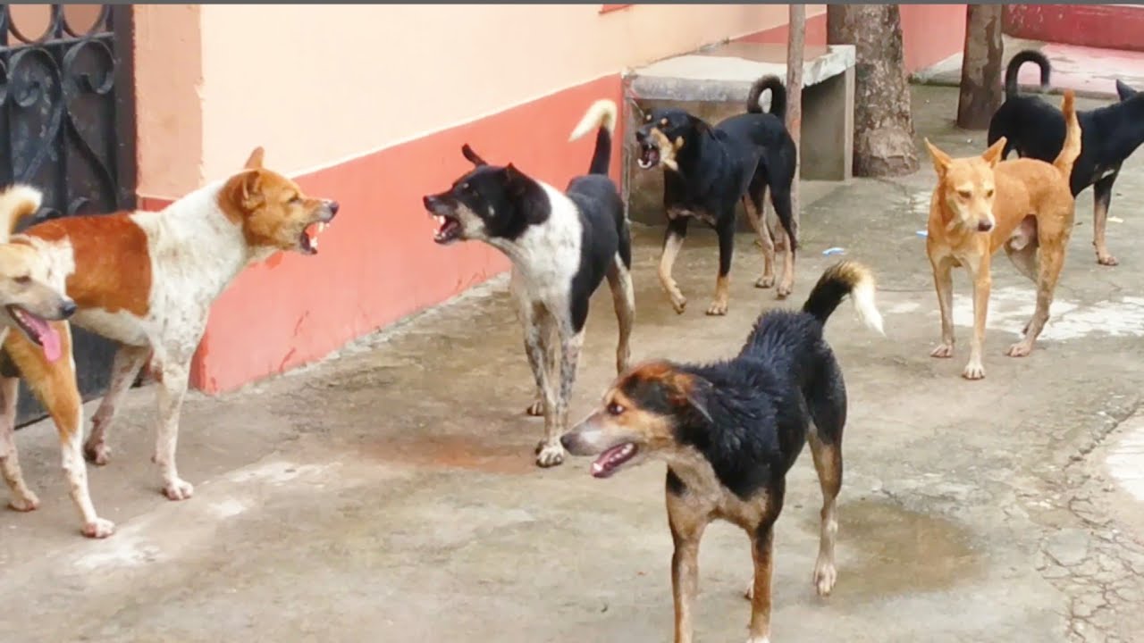 STREET DOG FIGHT  DOG FIGHT VIDEO DOGS BARKING STUDY THE NATURE OF DOGS IN RAINY SEASON