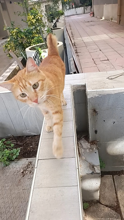 Bobtail Beauty |  The Tilted Glance of the Half-Tail Cat #cat #kitten #viralvideo