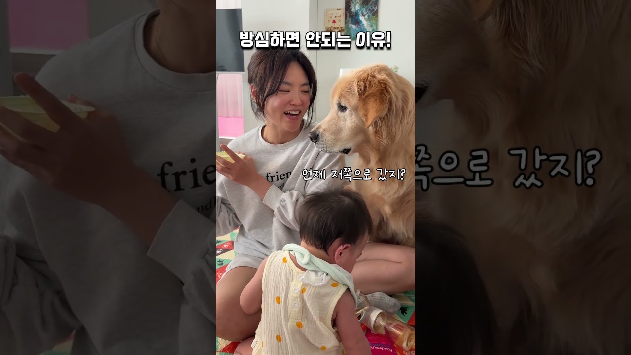 강아지랑 아기랑 함께 육아할때 방심하면 안되는 이유!