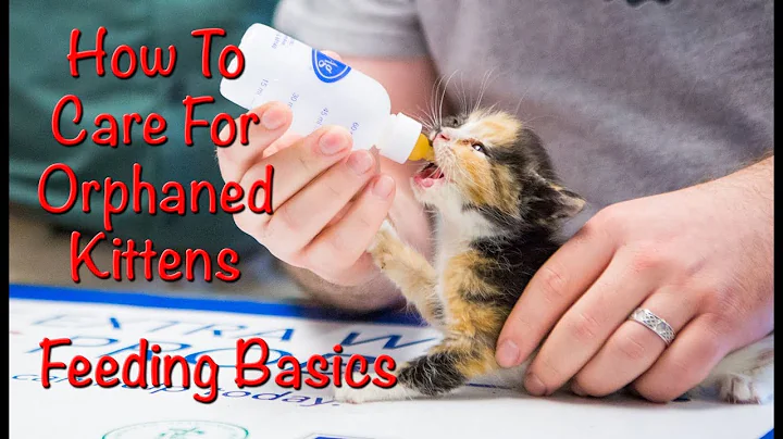 How To Feed Orphaned Baby Kittens (Weaning To Solid Food)