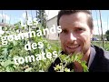 [TUTO] Reconnaître et supprimer les gourmands des pieds de tomate 🍅