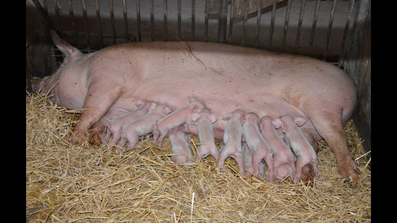 PD BOŠÁCA: chov ošípaných